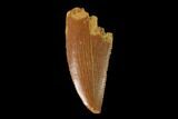 Serrated, Raptor Tooth - Real Dinosaur Tooth #139363-1